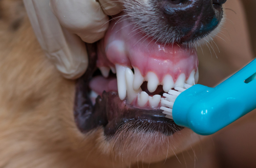 cleaning a dogs teeth
