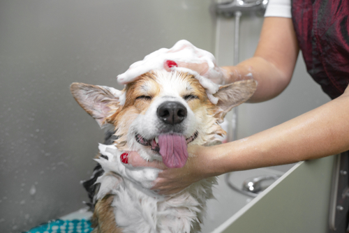 washing a happy dog