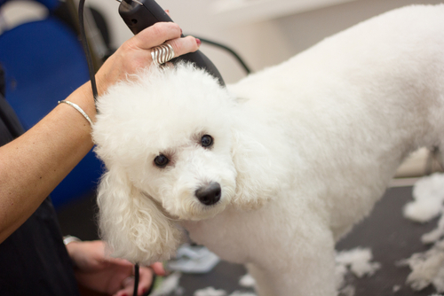a dog getting a haircut