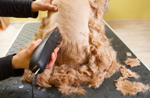 using clippers to trim dog