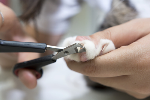 clipping a cats nails