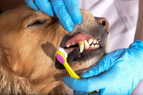 cleaning a dogs teeth